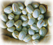 Iranian pistachio